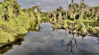 Safari in Pantanal - Mato Grosso do sul, Brasil