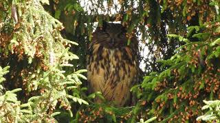 (bubo bubo) Das neue Uhu Weibchen:  was beobachtet sie wohl ?