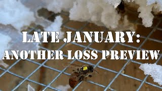 Late January: Another Loss Preview | #colesfarmnc #jacksonvillenc #beekeeping