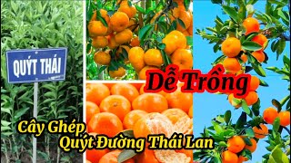 Quýt đường Thái Lan - Cây Giống Ghép Trồng 1 Năm Ra quả