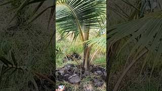 Lên mô đất hạ phèn cho cây Dừa #võ_quang_sơn #shortvideo #trendingshorts #coconut