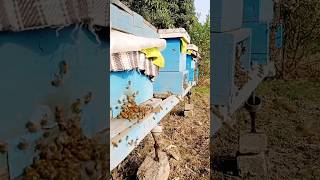 Honeybes enjoying sunlight in winter #beekeeping #bees #insects