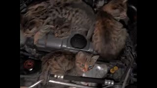 OTOMOBİLİNİN MOTORUNA GİREN KEDİLERE YAKLAŞIMIYLA YÜREKLERİ ISITTI