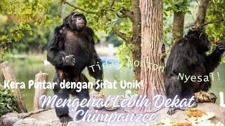 Mengrnal Lebih Dekat Chimpanzee