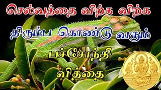 பச்சோந்தி வித்தை - Siththarkal Ulagam