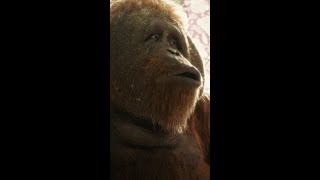 Brothers | Sam the Orangutan | Amazon Prime