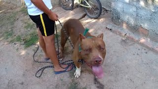 NÃO DÁ PRA CRIAR ASSIM, VOU PARAR COM CANIL, DUDE BRIGOU COM O PITBULL DO VIZINHO