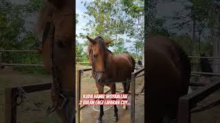 Kuda Hamil #kuda #pacuankuda #kudabalap #horse #horses #horseriding #kudacantik