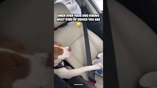 BRO TRYING TO PREVENT ANOTHER BRAKE INCIDENT 😂 #dogs #pets #viral