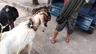 cara ikat tali kambing saat pengantaran