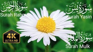 Surah yaseen ❤️Surah Rahman  ❤️ Surah Mulk❤️  Heart touching voice HD❤️