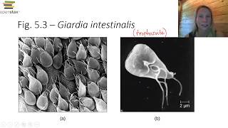 Parasitic Protozoa