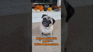 What should I be for Halloween? 🎃 #dog #pug #cute #funny #fyp #halloween #shorts