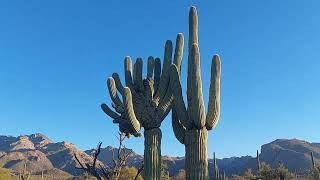 Saguaro Cactus Biogeography