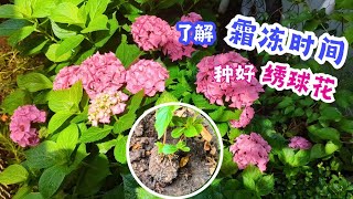 【花の物语】79 种植绣球花必须要知道的霜冻时间