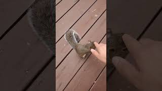 Pet the squirrel