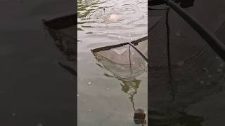 fish in the net! #shorts #carp #fishing #fish #freshwaterfish