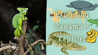 Exploring Panama’s Reptiles  The Incredible Cold Blooded Creatures of Panama!