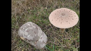 Palaria sarpelui sau parasol, Lepiota procera...