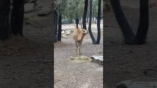 Camel eating some hay! #shorts #camel #zoo #ytshorts