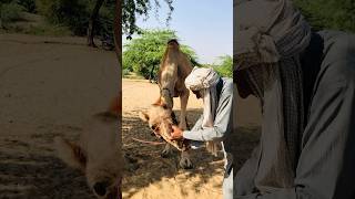 Worms in a camel's mouth #shorts #shortvideo  #youtubeshorts