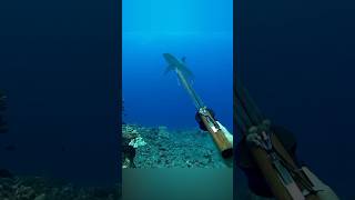 Fisherman vs Shark #shark #sharkweek #fishing #underwater #underwaterworld @tylerlarronde485