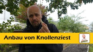 Knollenziest, von der Aussaat bis zur Ernte