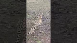 African Wild Rabbit versus Cheetah