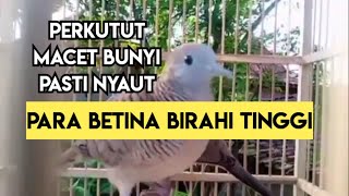 Burung Perkutut Betina Birahi TInggi Panggil Pasangan NON STOP