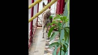 A random house dog barks at a random street dog in Saraswathipuram Mysuru