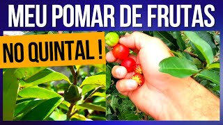 MEU PEQUENO POMAR DE FRUTAS NO QUINTAL - MEU PARAÍSO VERDE