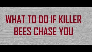 What to do if killer bees chase you