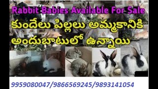 Best quality Rabbits in Hyderabad-Suraram-genuine price