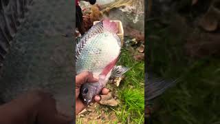 Good village amazing fishing videos 😳😱🐬 #shortvideo #like #fish