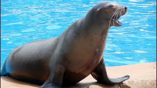 Sea Lion Tricks at Sea World