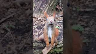 The forest is peaceful, why aren't you? • Funny Red Squirrels #wildlife #funnyanimals #nature