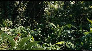 Apocalypto | Wild Pig Scene