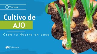 🧄 Como SEMBRAR AJO en CASA 🧄 Como Sembrar Ajos en Maceta ||  Cultivar Ajos en Huerto Orgánico ✅