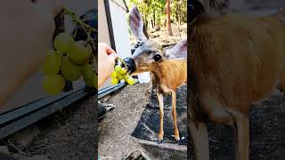 Deer eating grapes 🍇 out of my hand