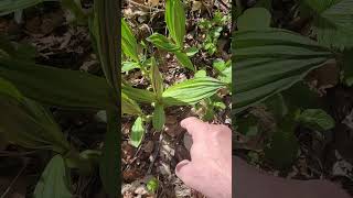 Reconnaître la Gentiane Jaune Avant Floraison - How to Recognize Yellow Gentian Before Flowering