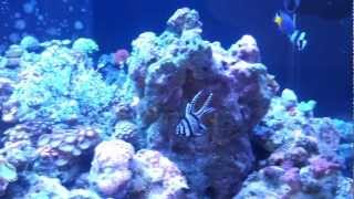 Reef Tank April 2012.mp4