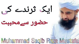 Aik Parinday Ki Huzoor Se Muhabbat | Muhammad Saqib Raza Mustafai