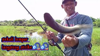 #kesting_gabus#gabus ganas#sekali lempar langsung sambar