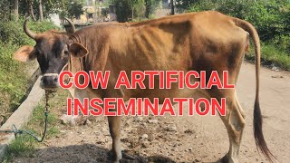 Cow Artificial Insemination.