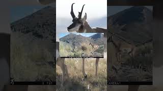 This was one of my favorite hunts from last season! #archery #bowhunting #antelope #livewild