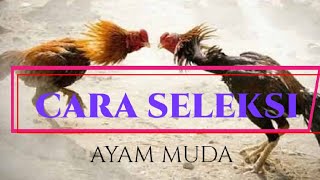 Cara menyeleksi Ayam Muda yang baik dan Benar II Tahap menyeleksi