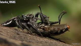 Паук🕷 скакун чемпион по прыжкам в мире пауков.