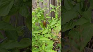 4 Types of Jalapeños Grown this Year 🌶🌶 || DHBG