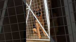 Lovely German Shepherd in kennel #shorts #germanshepherd #dog