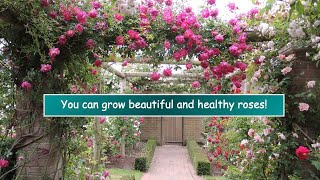 How to care for a Rose Plant - A Current Beginner’s Guide to Growing Low Maintenance Roses